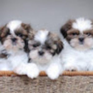 Meet your Posher, Valentina